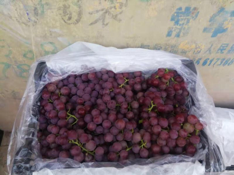 巨峰葡萄，诚信经营，葡萄基地，一次合作终身朋友