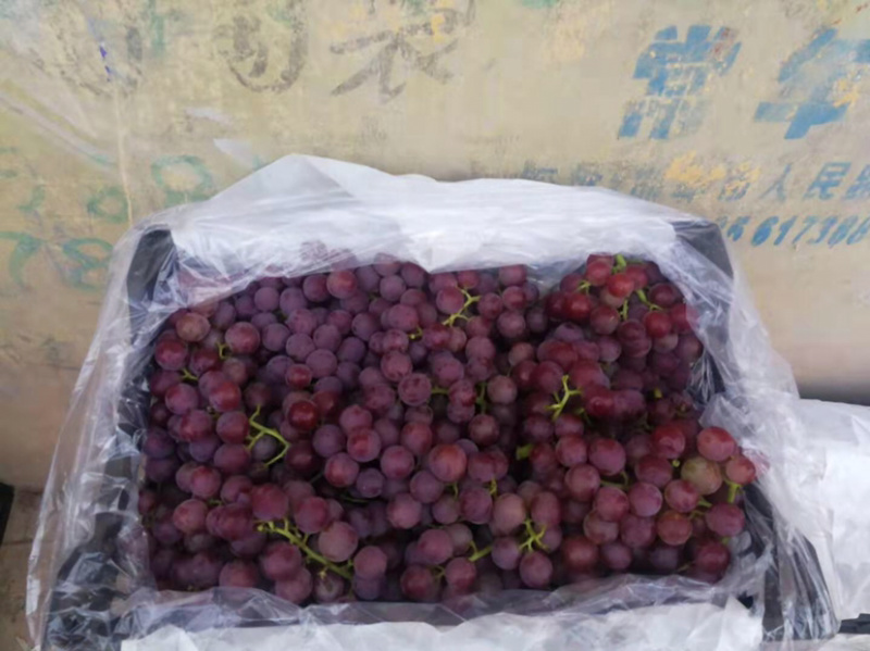 巨峰葡萄，诚信经营，葡萄基地，一次合作终身朋友