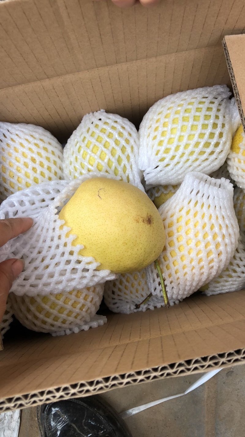 【热销】鸭梨又大又甜一手货源量大从优质量保证
