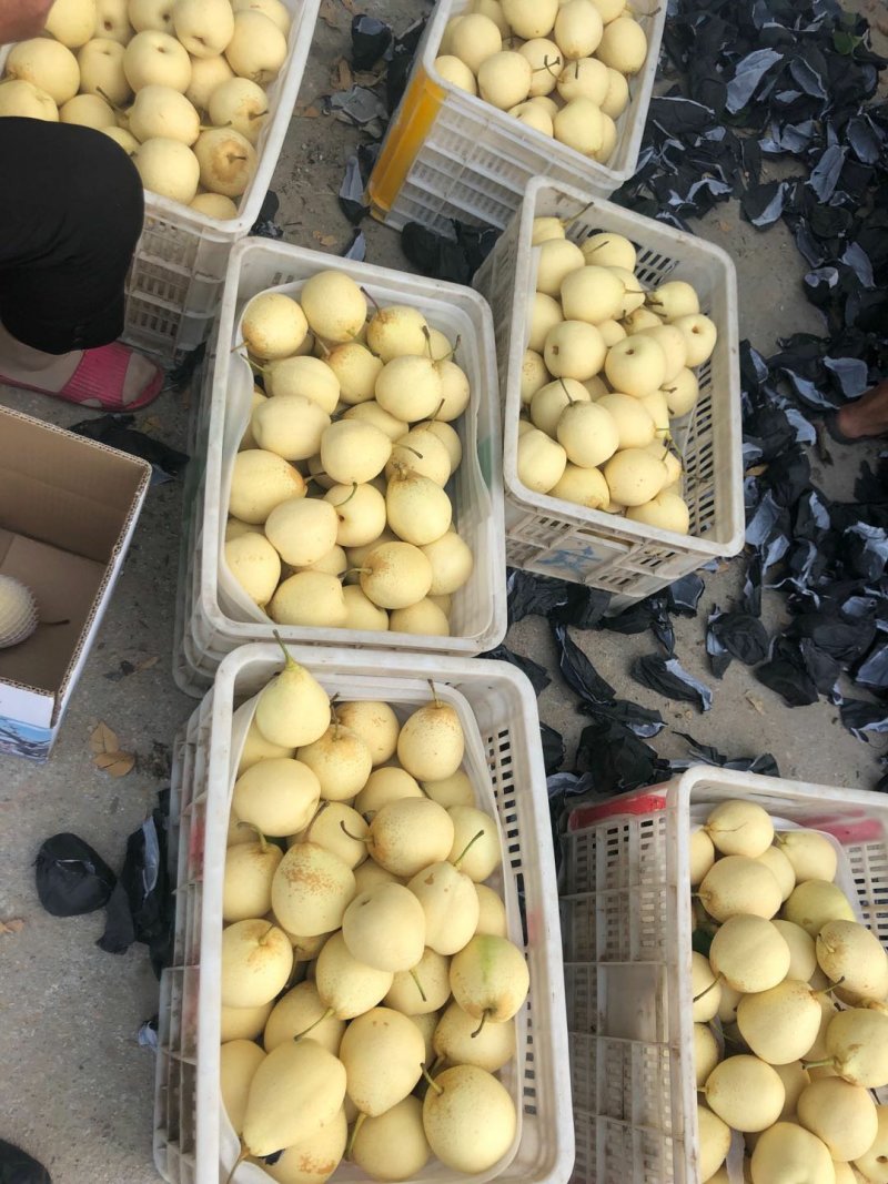 【热销】鸭梨又大又甜一手货源量大从优质量保证