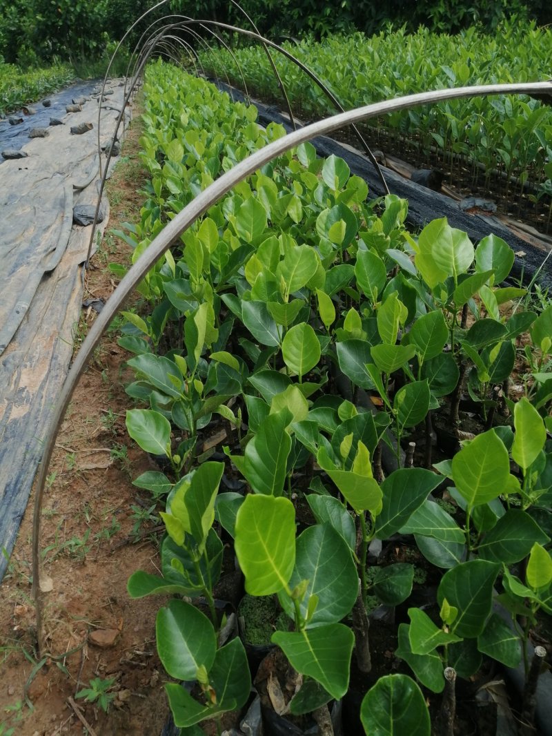马来西亚一号苗长期供应，一手货源，品种纯正，产量高。