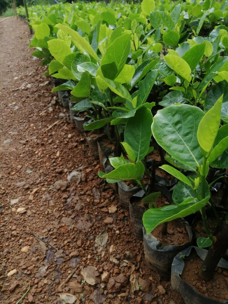 马来西亚一号苗长期供应，一手货源，品种纯正，产量高。