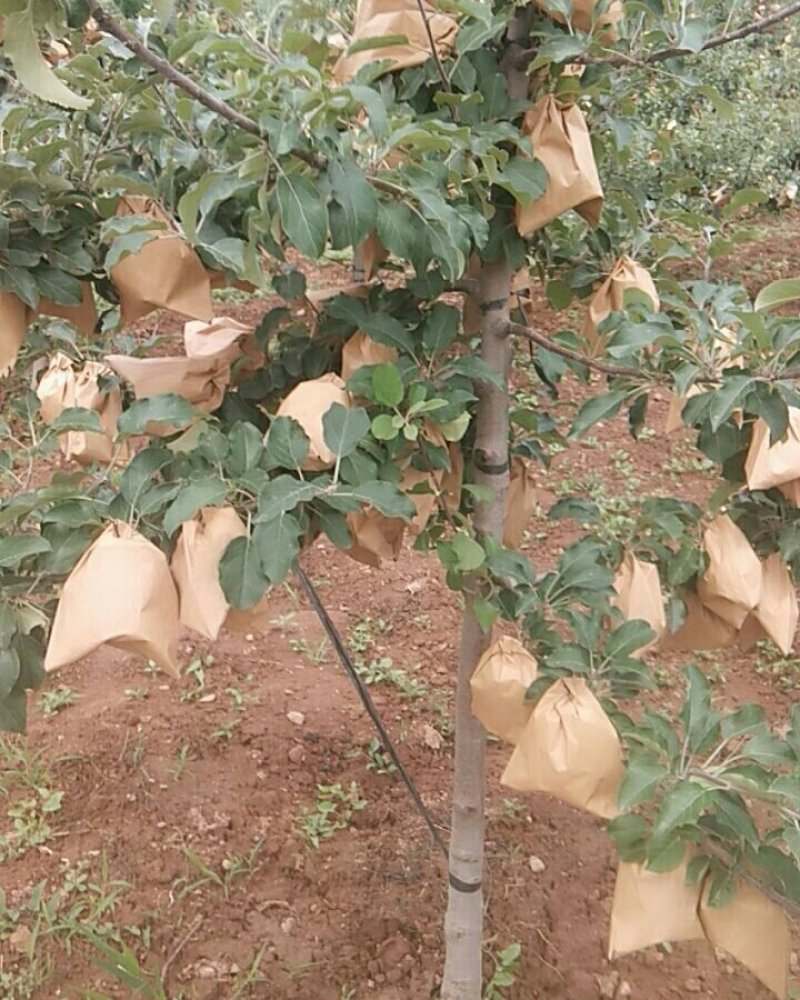 风翔苹果甲天下，纸袋色红，底白
