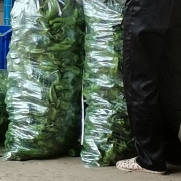 新鲜泡椒质量好价格便宜有需要的联系
