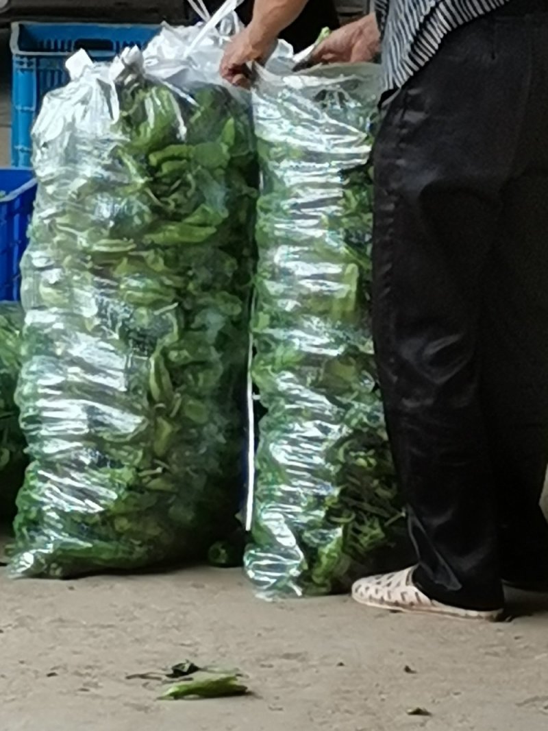 新鲜泡椒质量好价格便宜有需要的联系