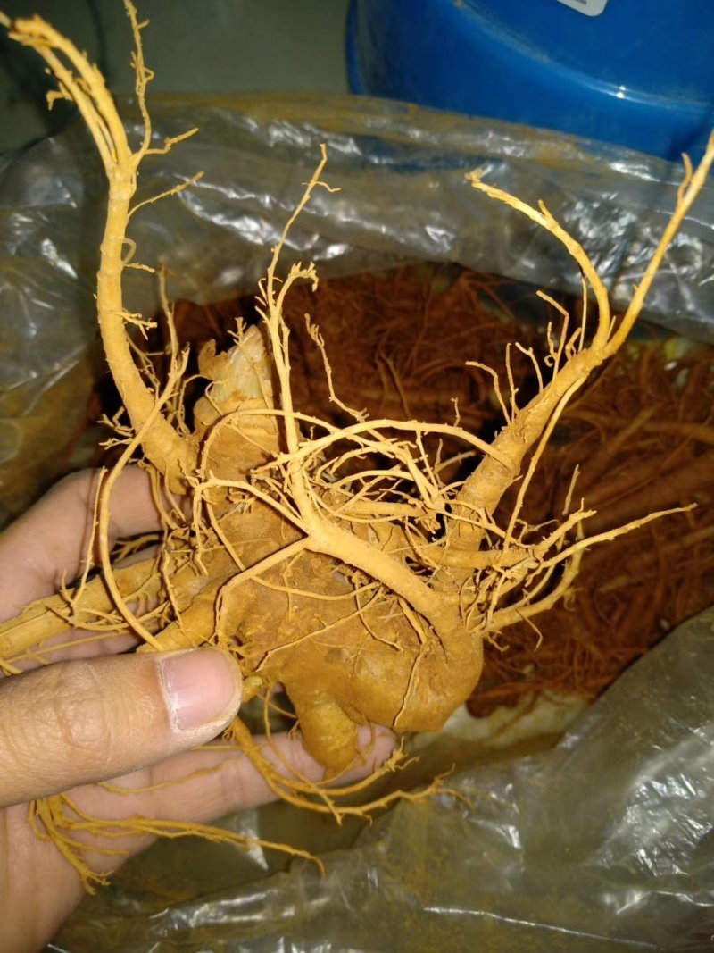 文山三七云南文山自产精品三七