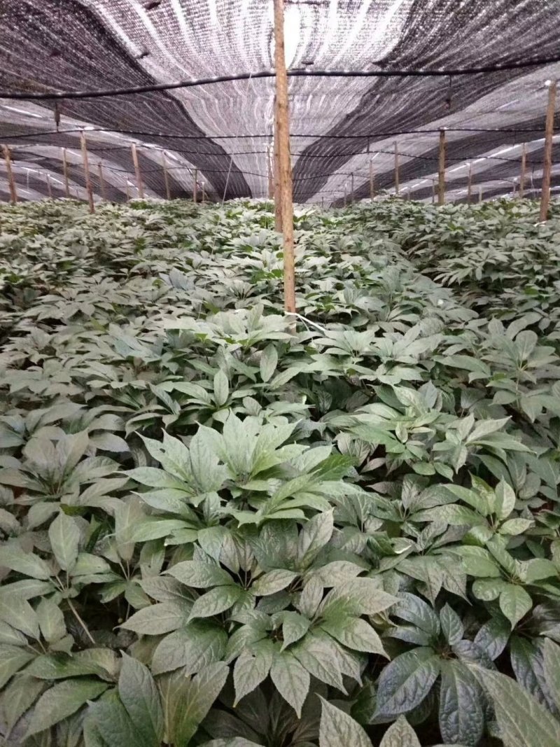 文山三七云南文山自产精品三七