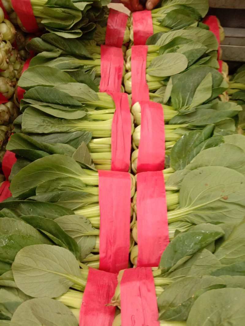 本地小油菜，质量好量大，还有各种蔬菜，欢迎采购