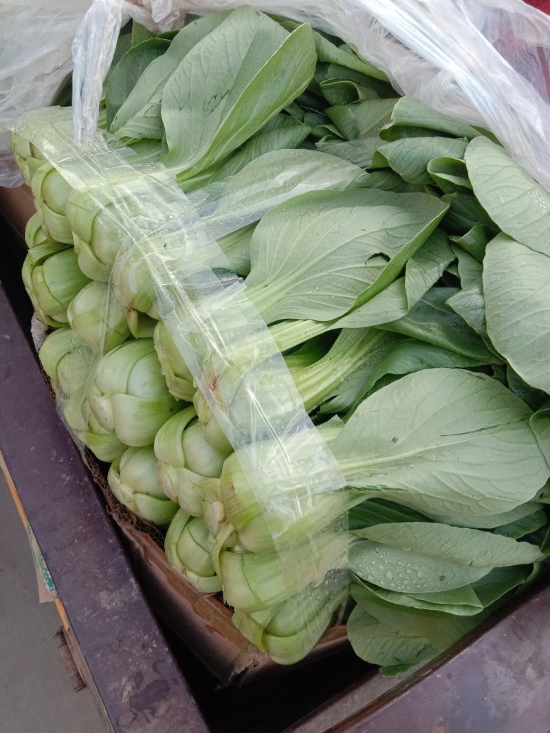 本地小油菜，质量好量大，还有各种蔬菜，欢迎采购