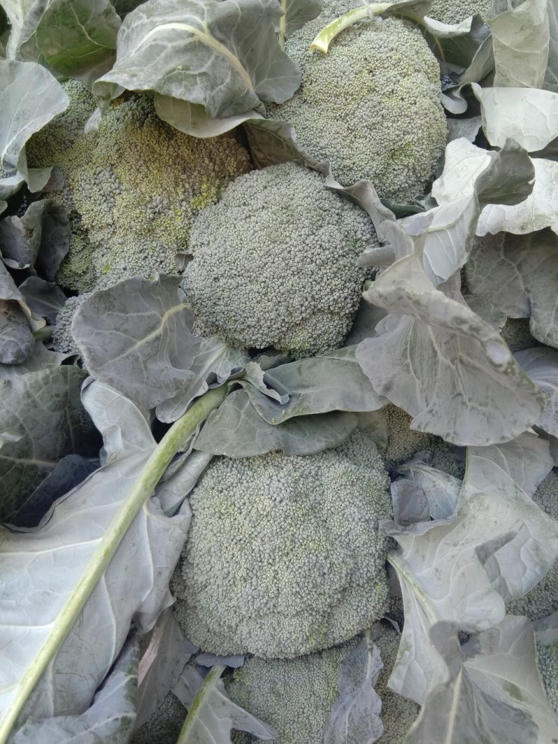 西兰花0.8~1.2斤，西兰花，西兰花，西兰花