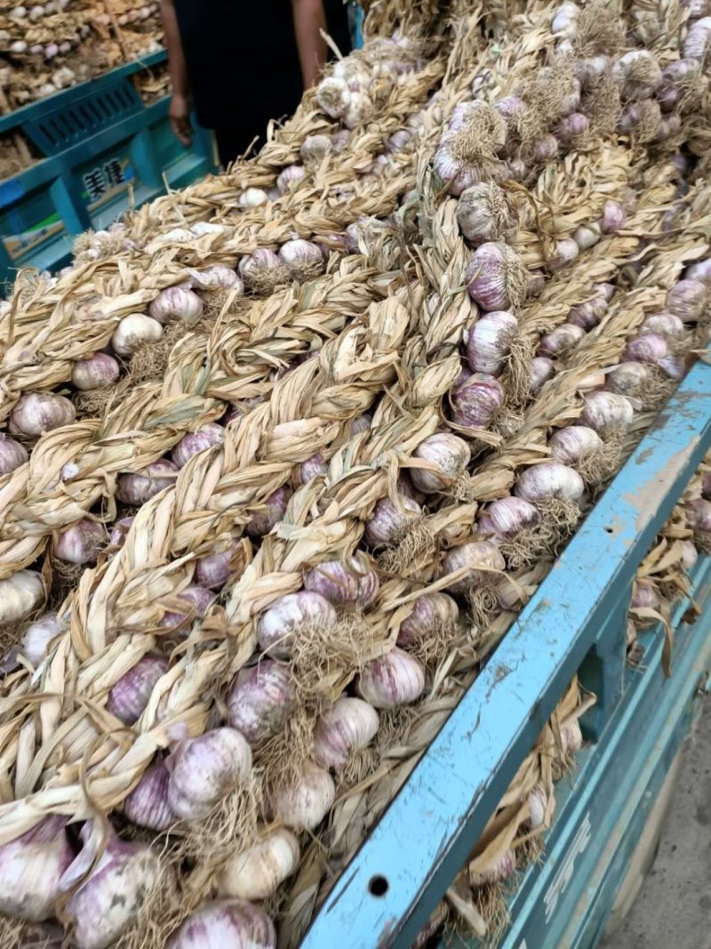 【新品】紫皮辫子蒜品质高价格实惠农户自己种的可视频看货