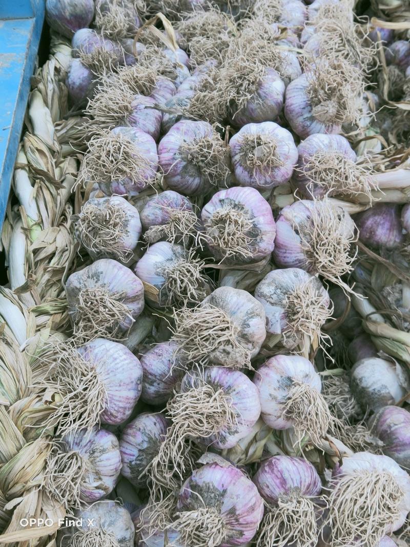 紫皮辫子蒜，皮厚，颜色好，适合做蒜种，养蒜黄，发市场，