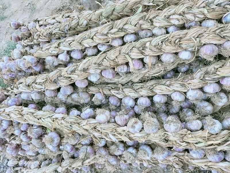 紫皮辫子蒜，皮厚，颜色好，适合做蒜种，养蒜黄，发市场，