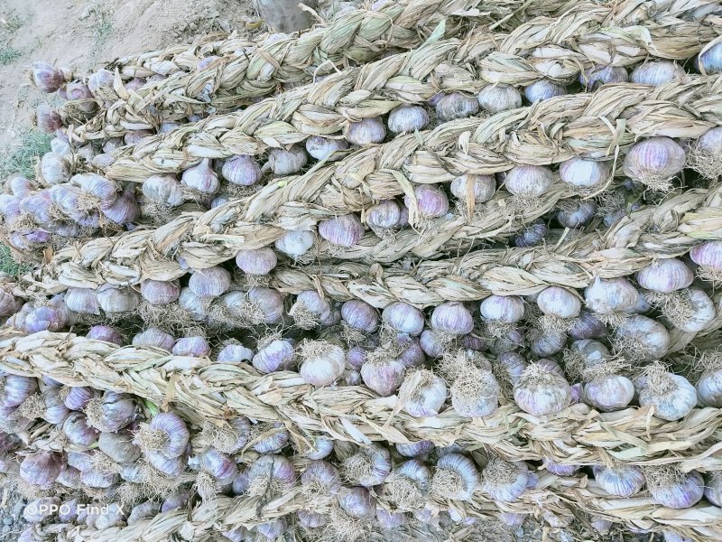 【新品】紫皮辫子蒜品质高价格实惠农户自己种的可视频看货