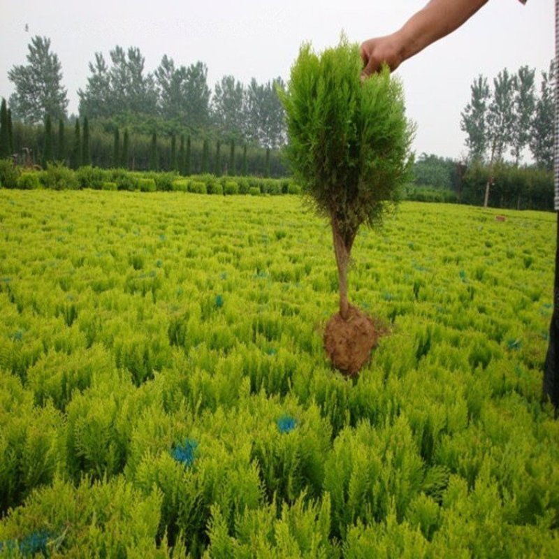洒金柏，一手货源，无中间商，量大从优，农户一手货源