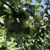 湖北枝江百里洲砂梨，翠冠，圆黄，黄金