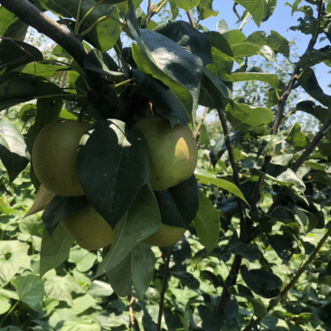 湖北枝江百里洲砂梨，翠冠，圆黄，黄金
