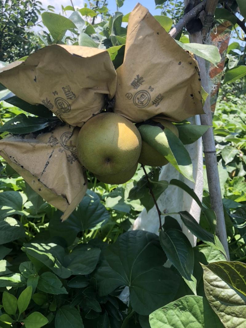 湖北枝江百里洲砂梨，翠冠，圆黄，黄金