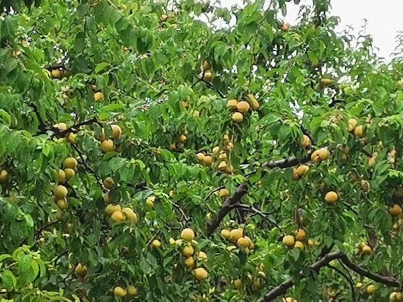 大量杏梅开摘