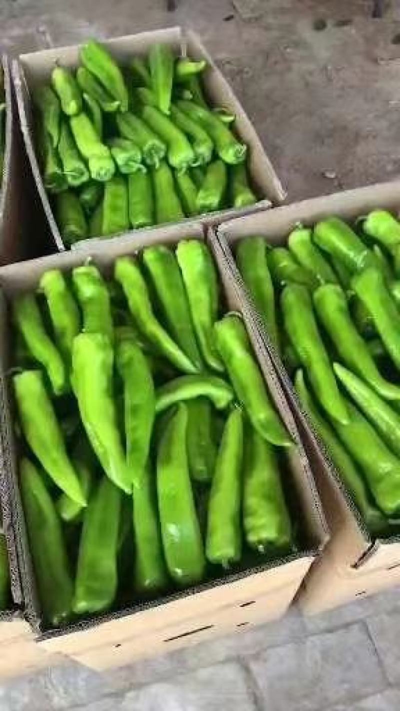 陕西尖椒可视频看货可打冷可代发全国