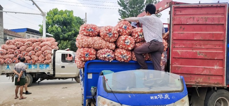 河南周口一手货源扒皮大蒜量大从优欢迎采购可视频看货热卖