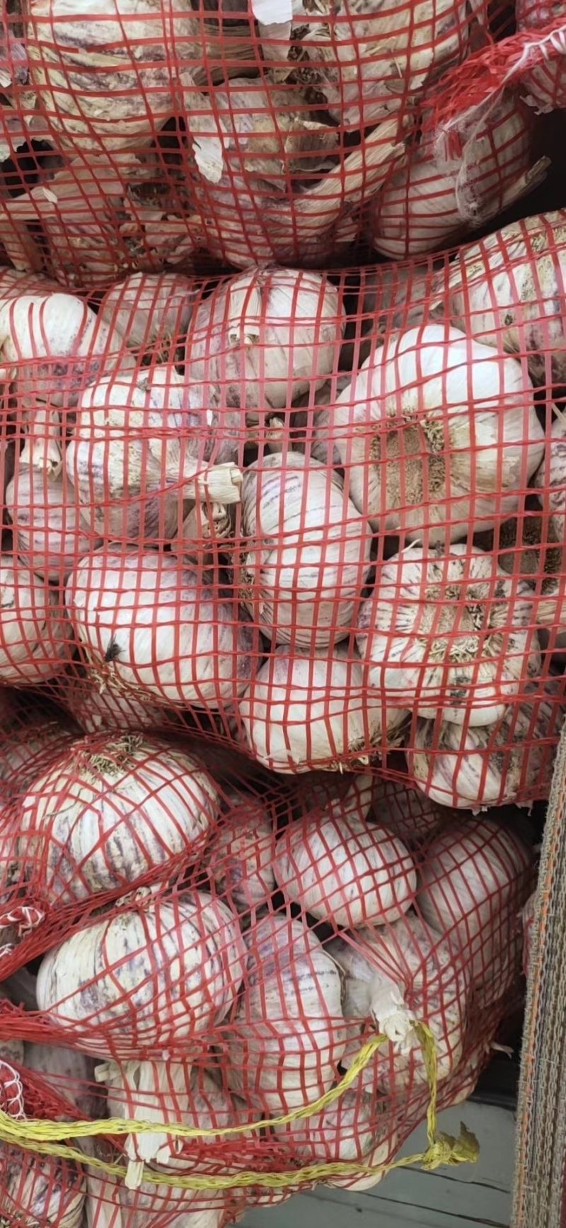 河南周口一手货源扒皮大蒜量大从优欢迎采购可视频看货热卖