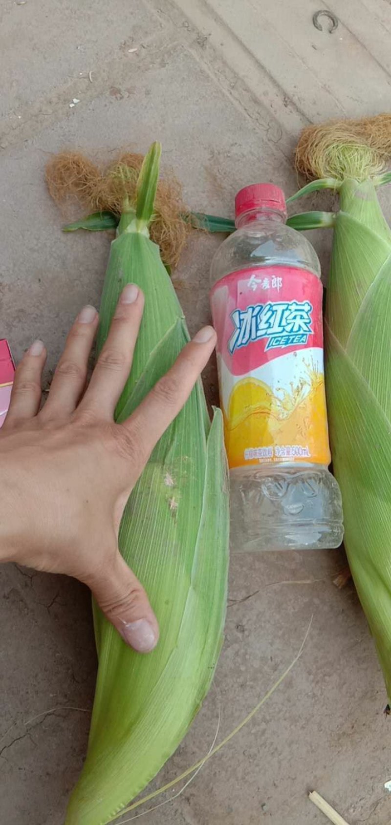 精品，玉米，可以视频看货