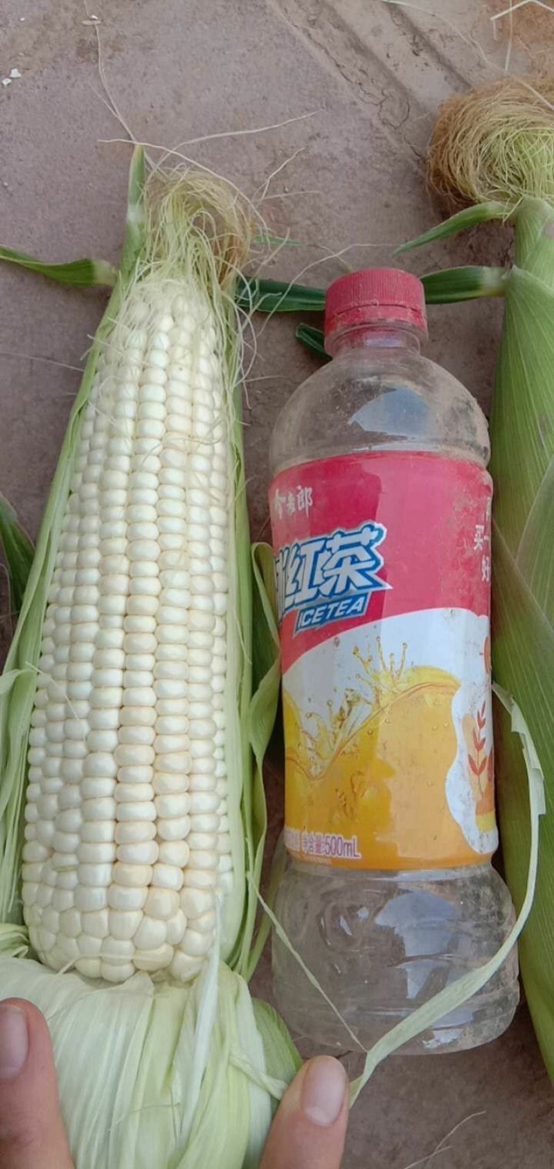 精品，玉米，可以视频看货