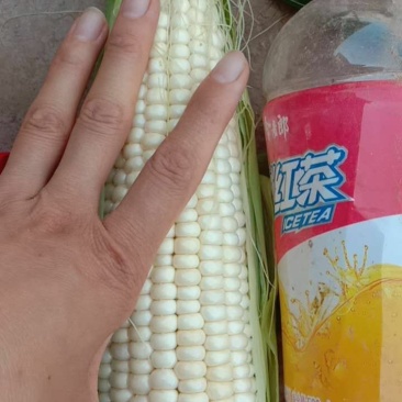 精品，玉米，可以视频看货