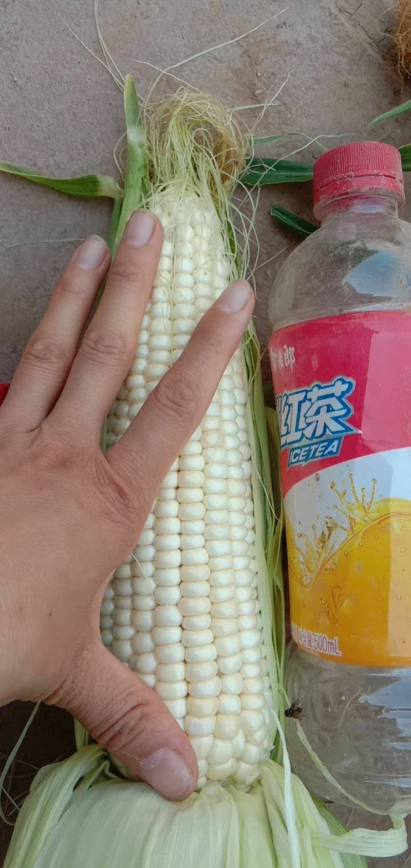 精品，玉米，可以视频看货