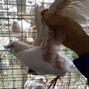 自家养的鸽子
