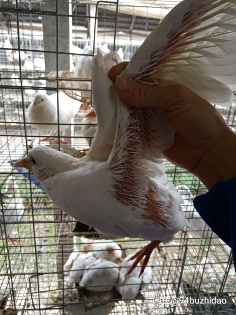 自家养的鸽子