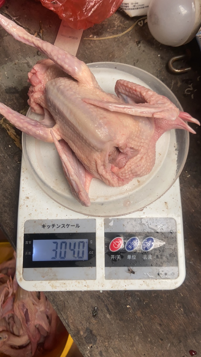 自家养的鸽子