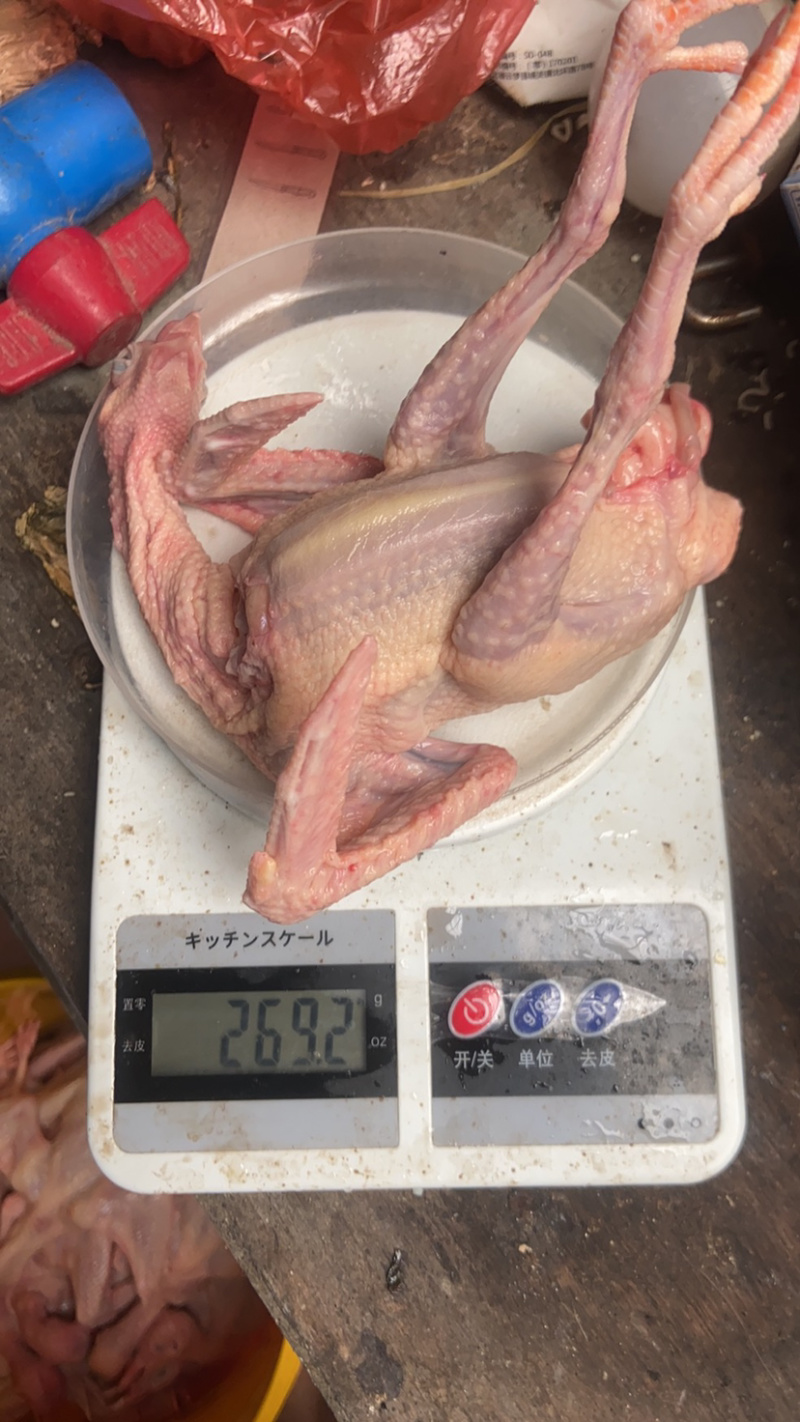 自家养的鸽子