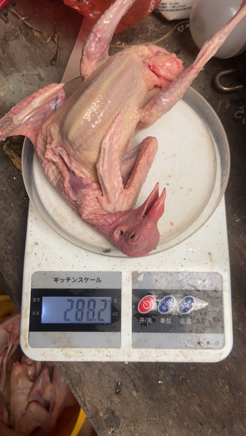 自家养的鸽子