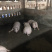 常年大量供应生猪，可开检疫