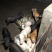 常年大量供应生猪，可开检疫