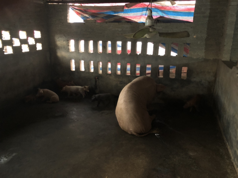 常年大量供应生猪，可开检疫