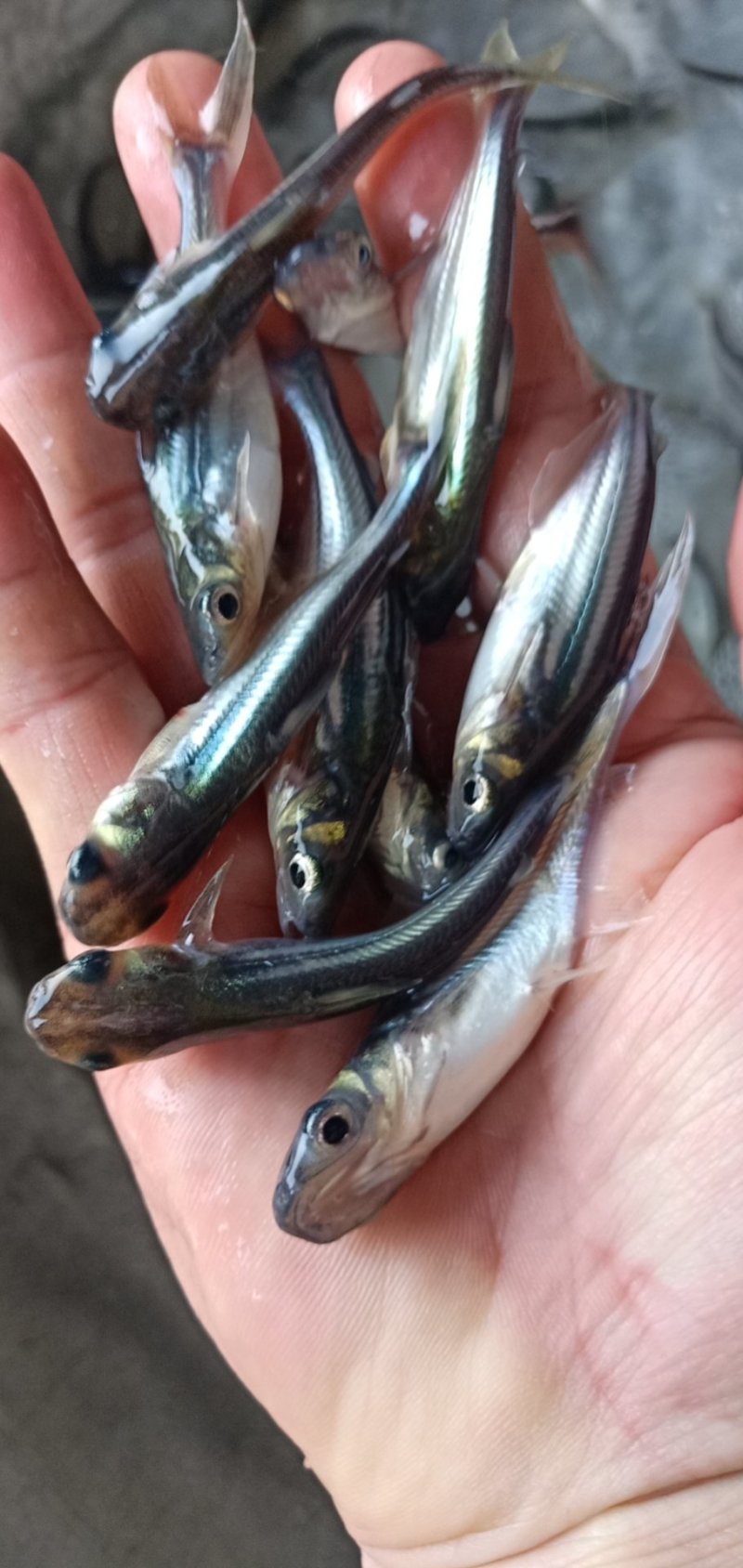 巴沙鱼苗，淡水沙鱼苗，好养快大，苗场直销