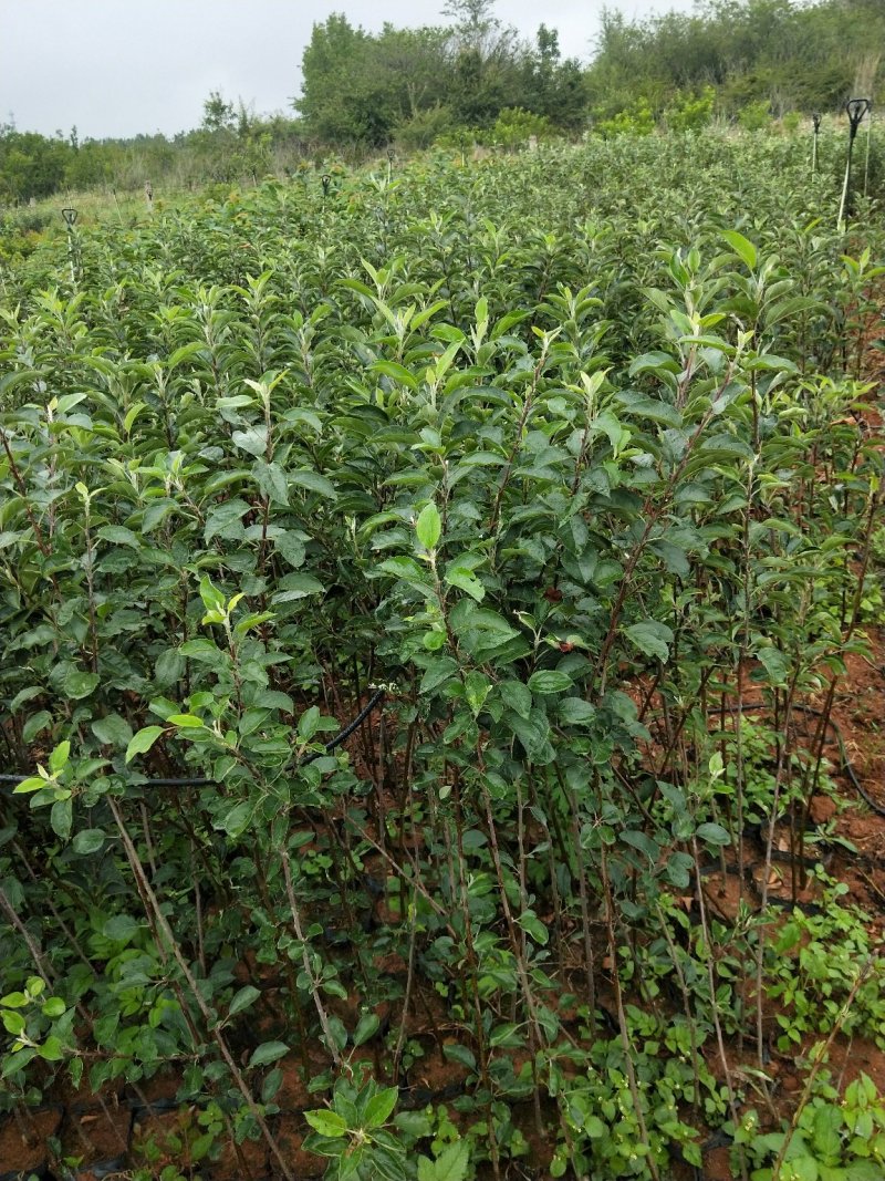 苹果苗袋苗红富士，红露，马龙旮旯苹果