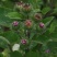 牛蒡子甘肃野生牛蒡子批发量大优惠