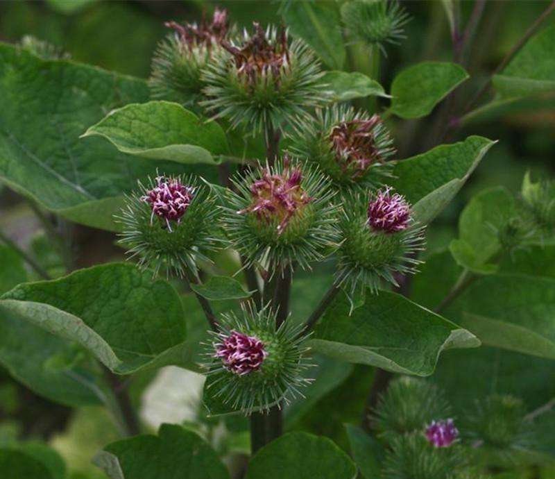 牛蒡子甘肃野生牛蒡子批发量大优惠