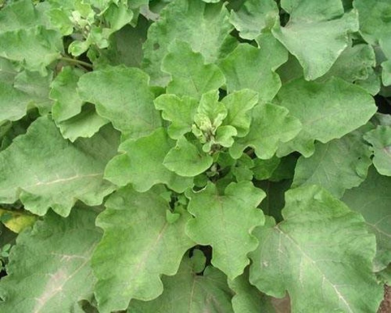 牛蒡子甘肃野生牛蒡子批发量大优惠