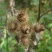 牛蒡子甘肃野生牛蒡子批发量大优惠