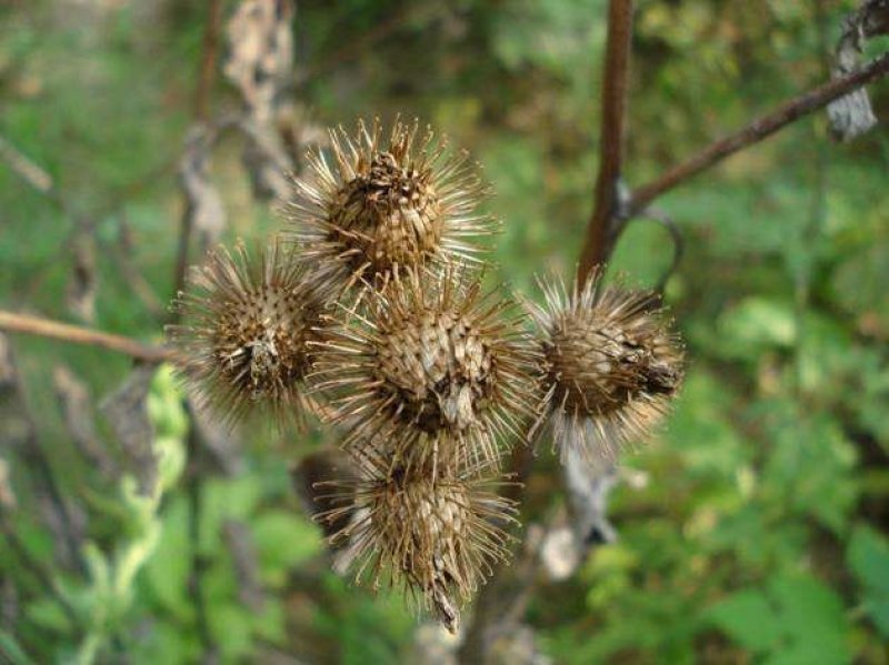 牛蒡子甘肃野生牛蒡子批发量大优惠