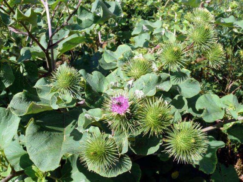 牛蒡子甘肃野生牛蒡子批发量大优惠
