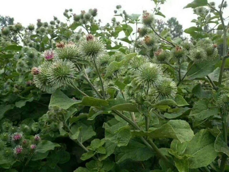 牛蒡子甘肃野生牛蒡子批发量大优惠