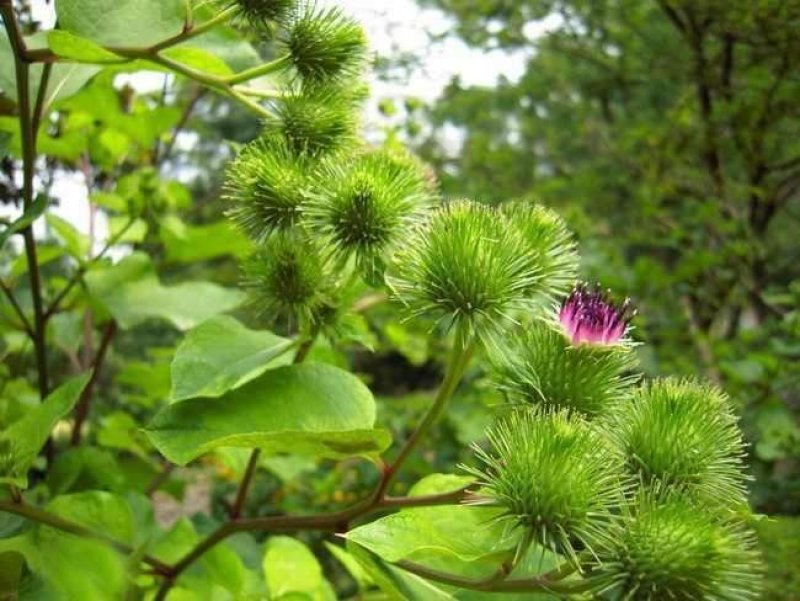 牛蒡子甘肃野生牛蒡子批发量大优惠