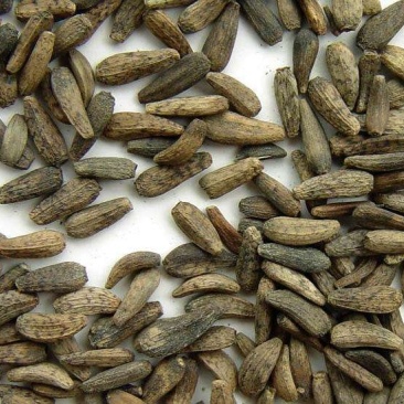 牛蒡子甘肃野生牛蒡子批发量大优惠