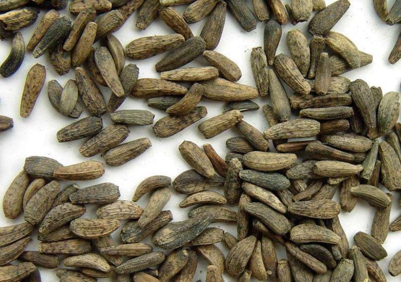 牛蒡子甘肃野生牛蒡子批发量大优惠